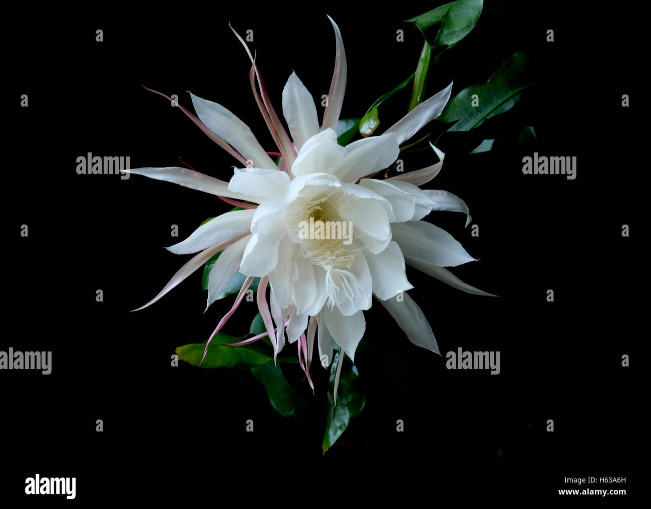 Night Blooming Cereus Banque D'Images