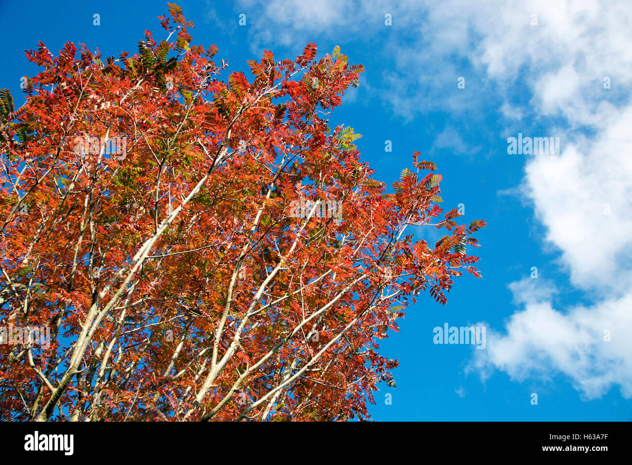 Feuillage de l'automne de Sorbus Joseph Rock, une variété de Rowan Tree Banque D'Images