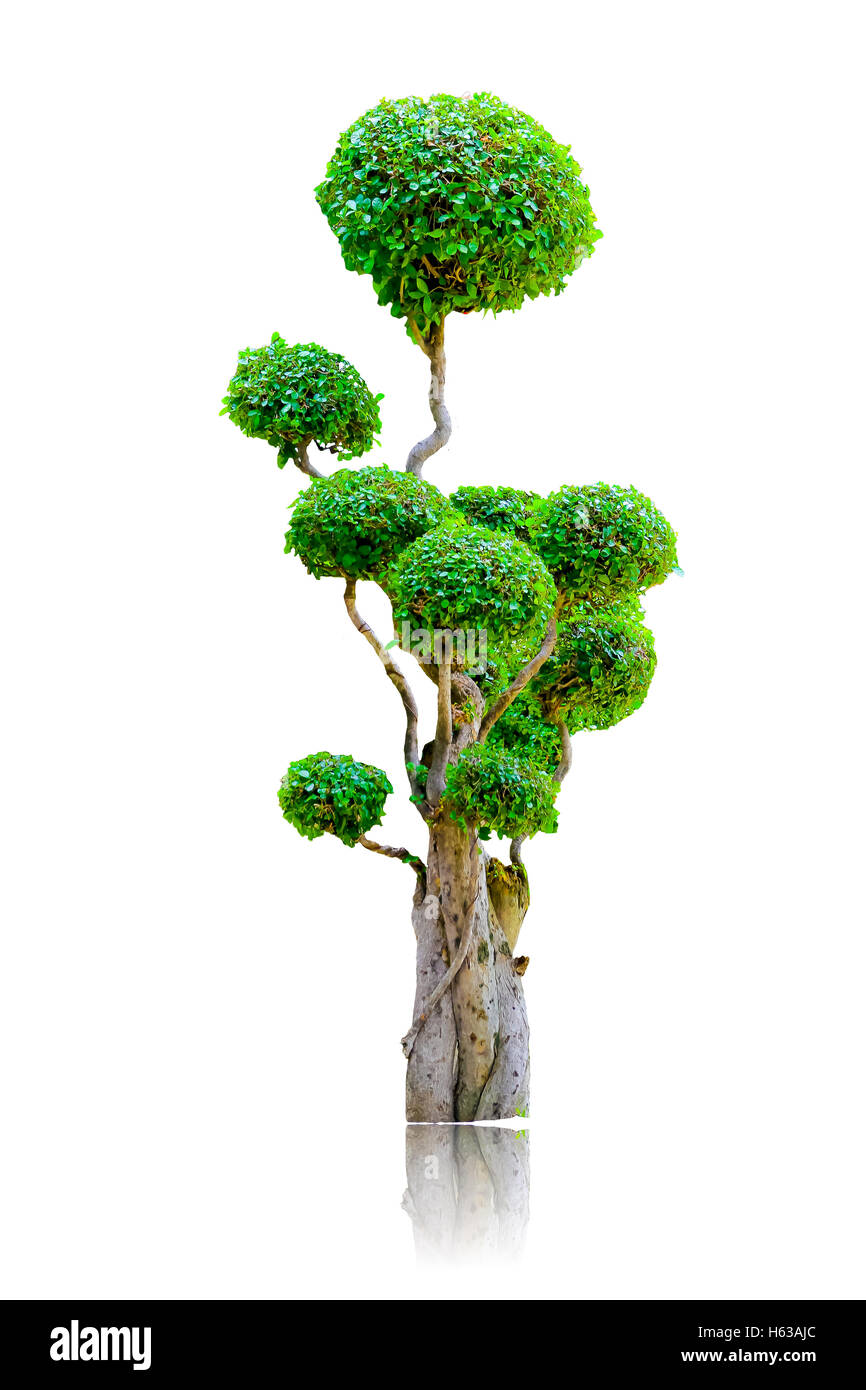 Arbre nain isolé sur fond blanc Banque D'Images