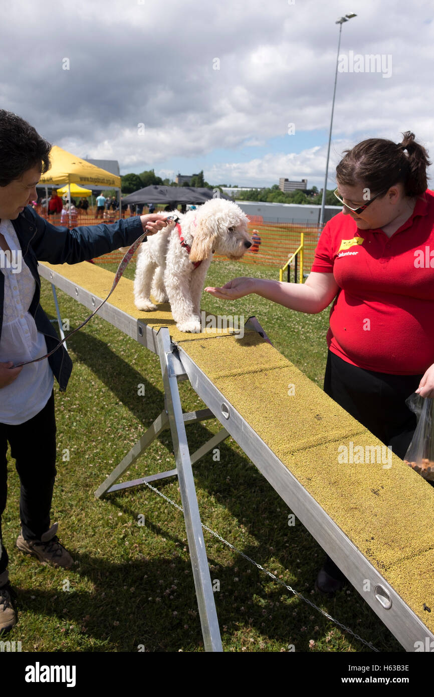 Cockapoo Cours d'Agilité de chien Banque D'Images