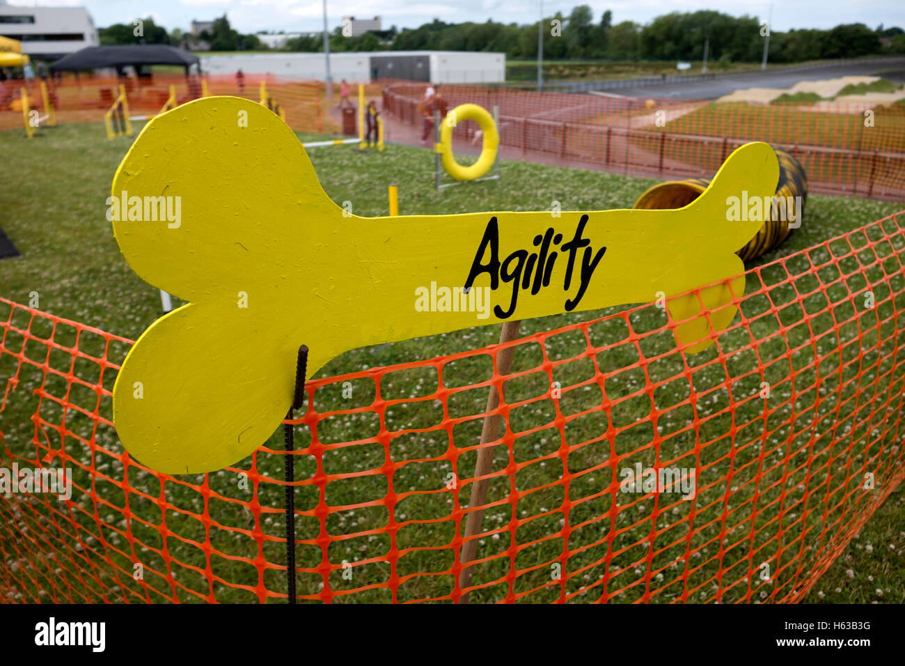 Cockapoo Cours d'Agilité de chien Banque D'Images