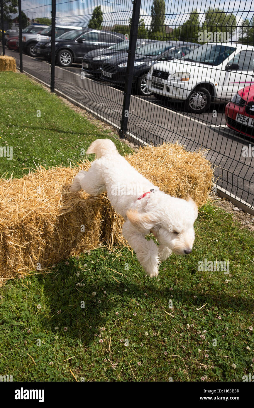 Cockapoo Cours d'Agilité de chien Banque D'Images