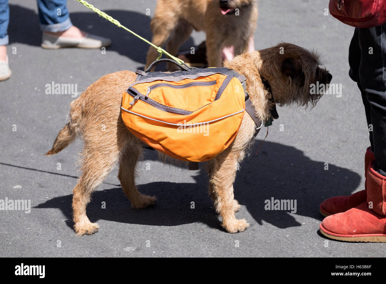 Transport chien sacs de selle sac à dos Banque D'Images