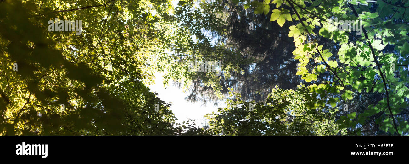 Belle effet de soleil à partir du milieu de la bannière Banque D'Images