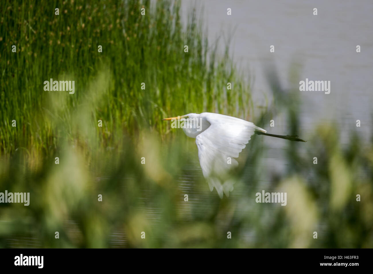 Grande Aigrette (Ardea alba) en vol Banque D'Images