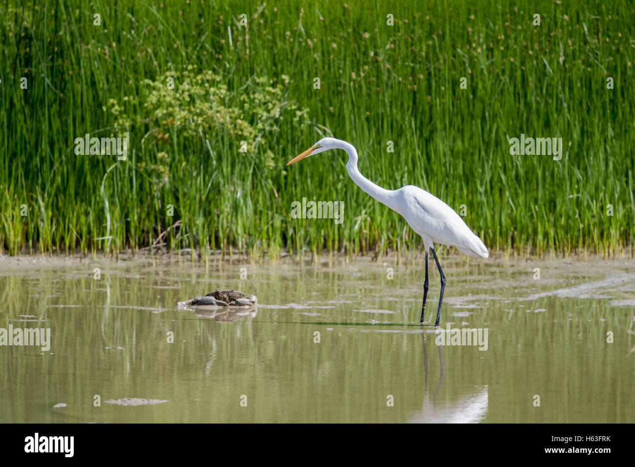 Grande Aigrette (Ardea alba) avec crabe de boue Banque D'Images