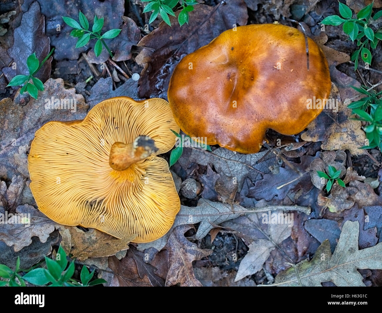 Orange toxiques champignons. Bioluminescents. Omphalotus olearius. Banque D'Images