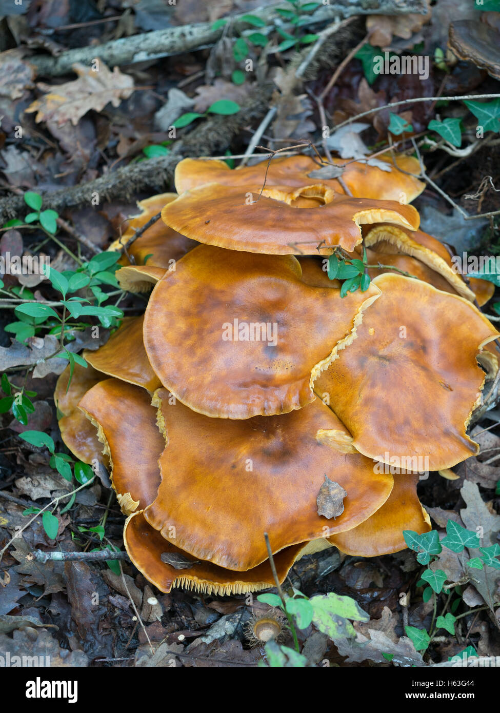 Orange toxiques champignons. Bioluminescents. Omphalotus olearius Banque D'Images