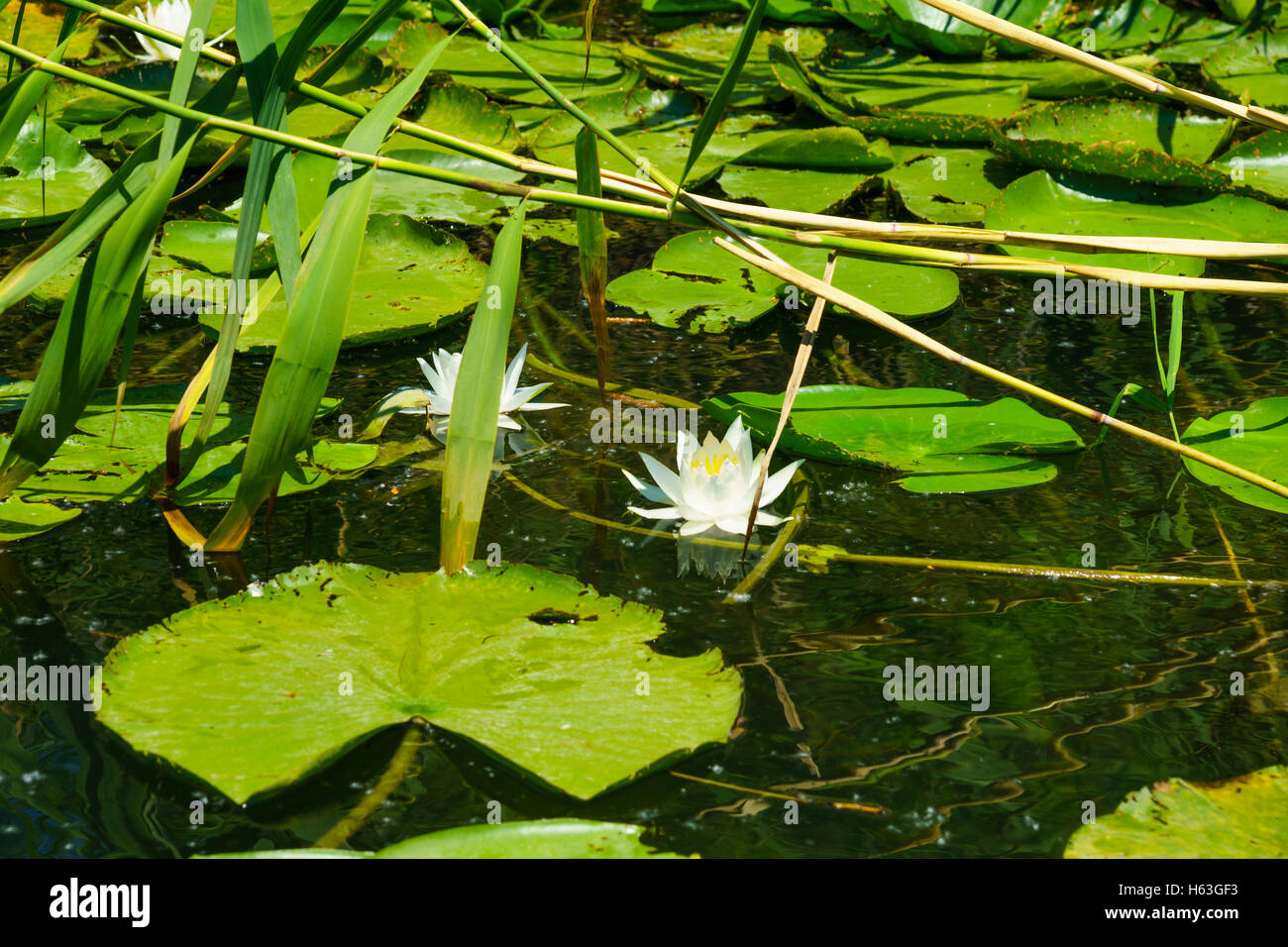 Nénuphar odorant (Nymphaea odorata) fleurs dans la région nord du parc national du lac de Skadar. Monténégro Banque D'Images