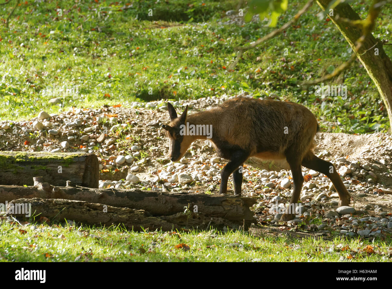 Isards, Rupicapra pyrenaica, est une antilope de chèvre qui vit dans les monts Cantabriques, Pyrénées et montagne apennine Banque D'Images