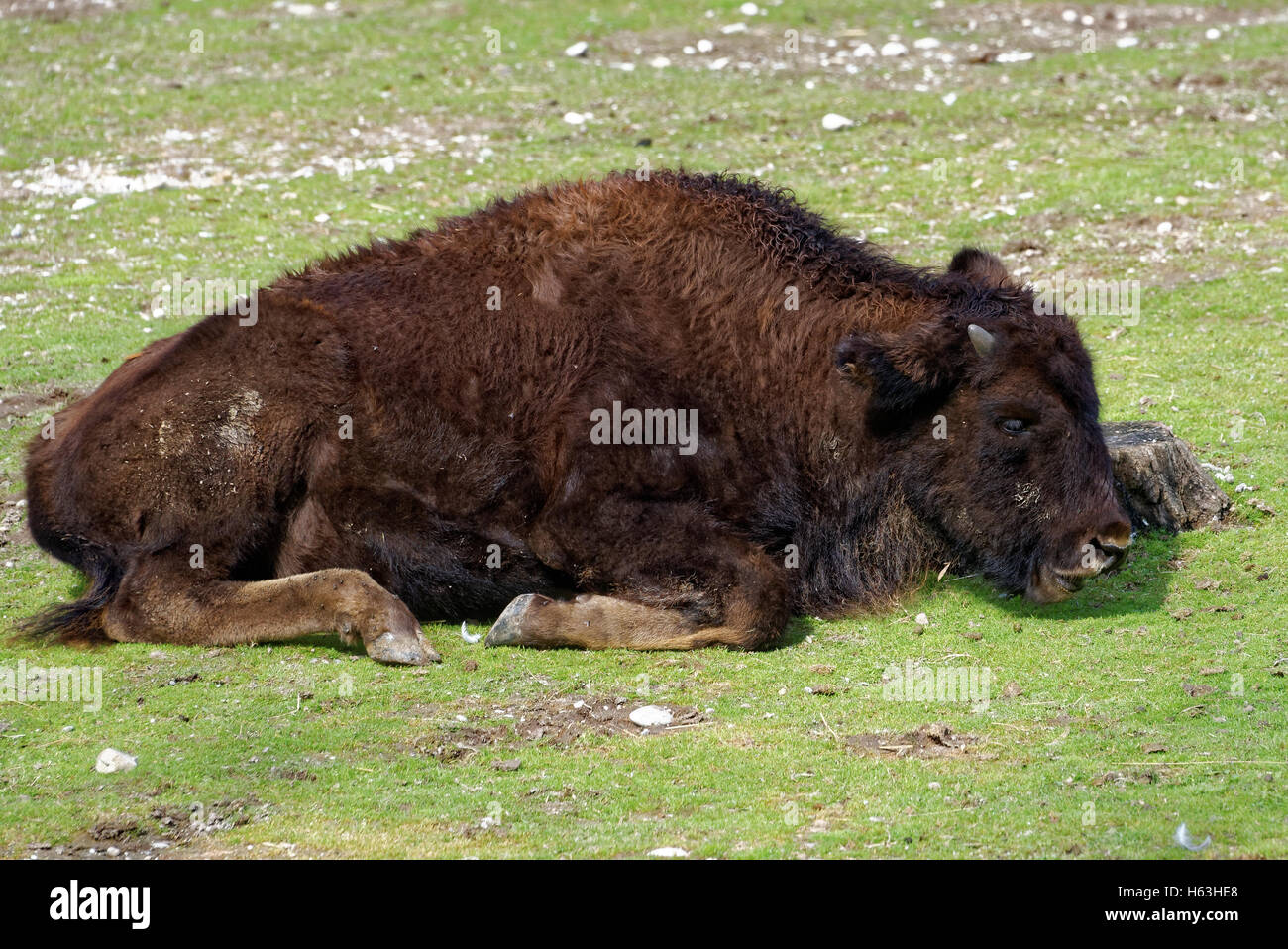 Le bison des bois (Bison bison athabascae) ou la montagne (souvent appelé le bison des bois Bison bison ou la montagne). Banque D'Images