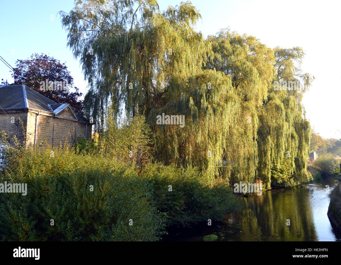 Arbres pleurant sur une rivière sous le soleil. Banque D'Images
