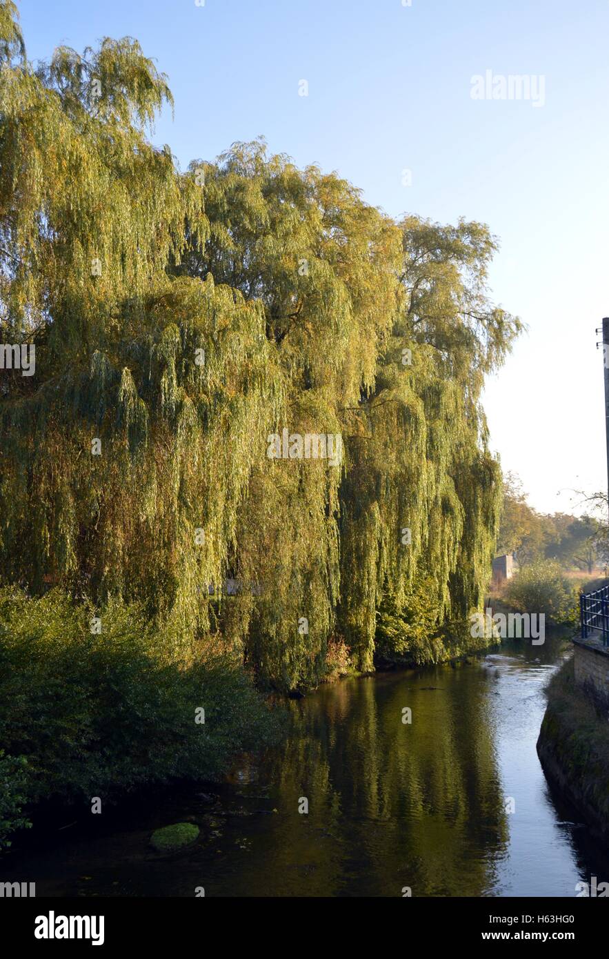 Arbres pleurant sur une rivière sous le soleil. Banque D'Images