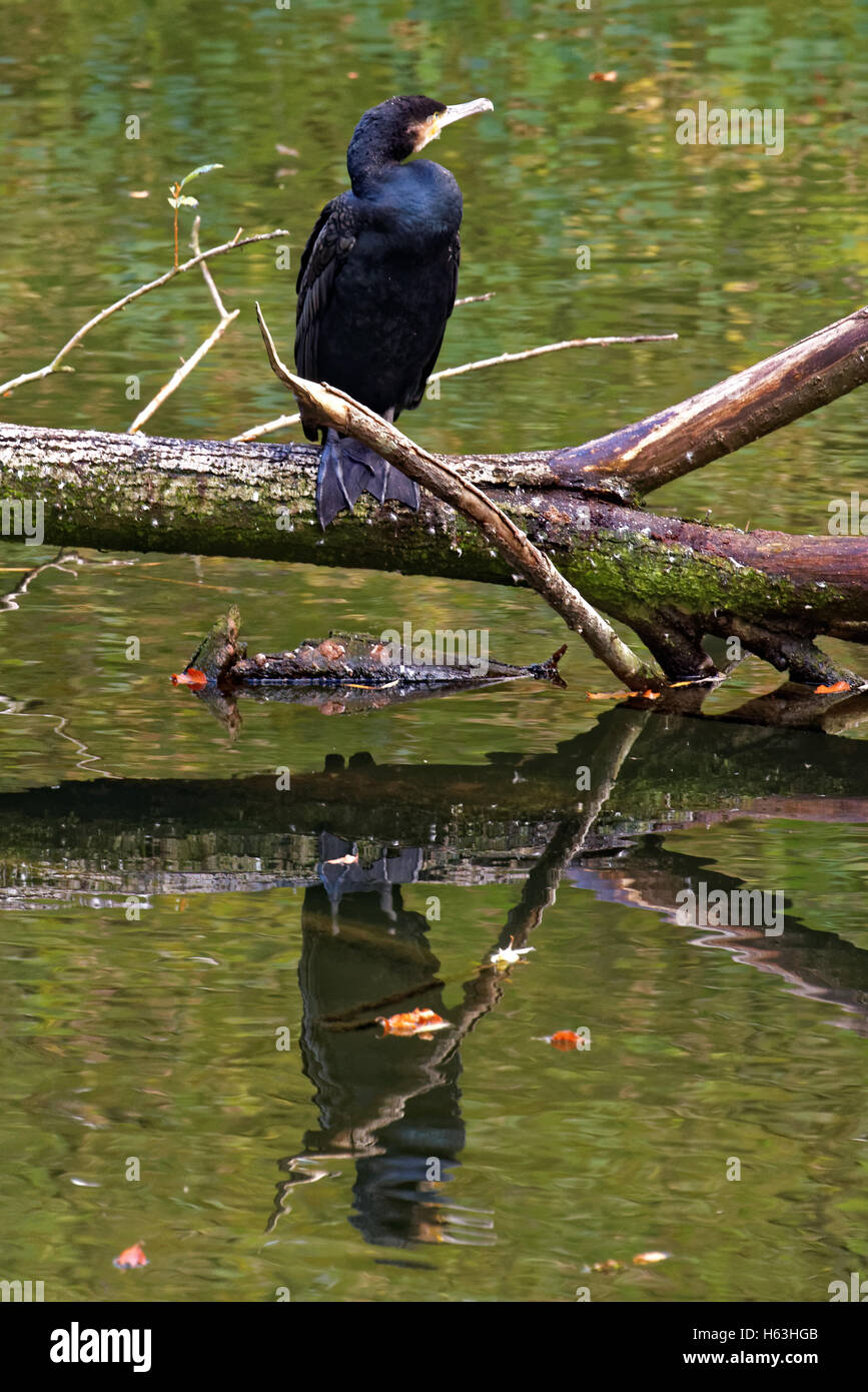 Grand Cormoran (Phalacrocorax carbo), connu comme le grand cormoran Banque D'Images