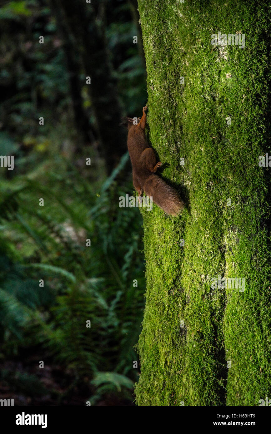 Un écureuil roux (Sciurus vulgaris), grimpant sur un tronc d'arbre couvert de mousse Banque D'Images