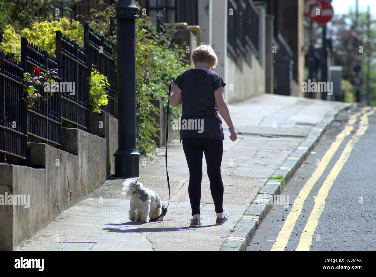 Dog walker dans garnethill lignes jaunes, Glasgow, Ecosse, Royaume-Uni Banque D'Images