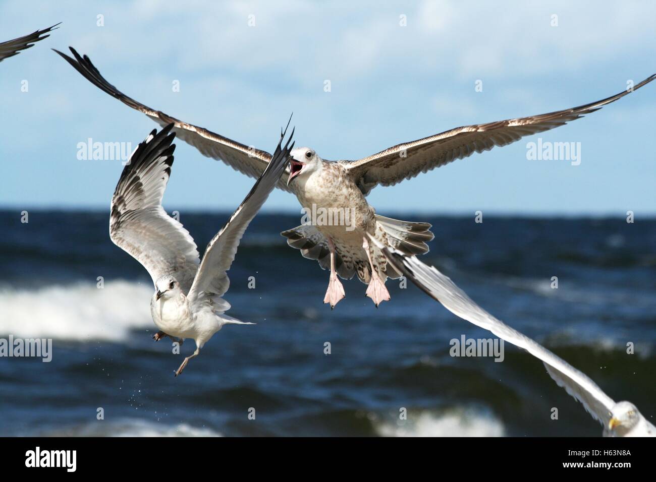 Plusieurs goélands essayant d'attraper un jeté un morceau de nourriture Banque D'Images
