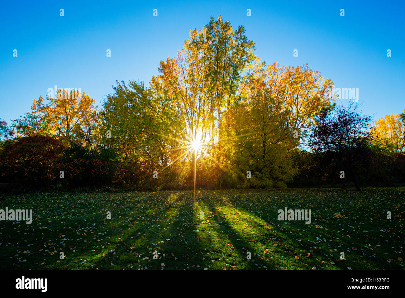 Automne spectaculaire coucher de soleil derrière les arbres colorés Banque D'Images