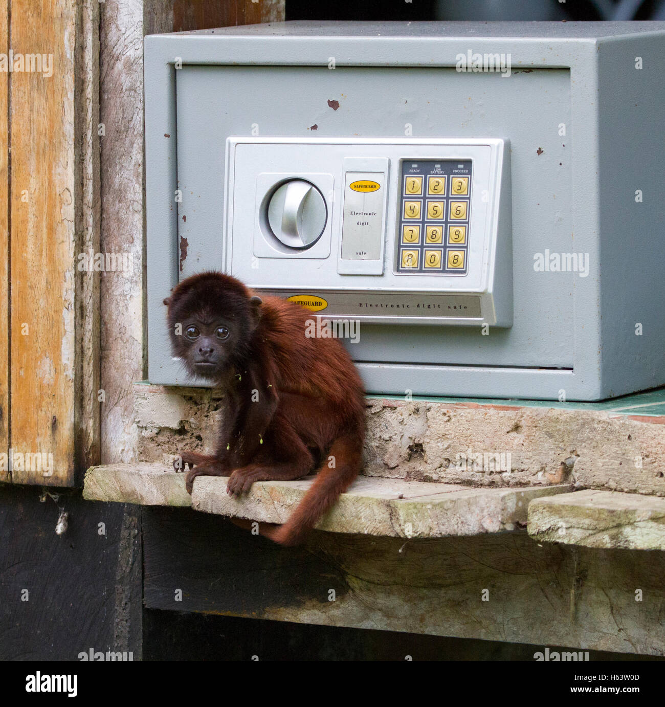 Bébé singe hurleur rouge en captivité Banque D'Images