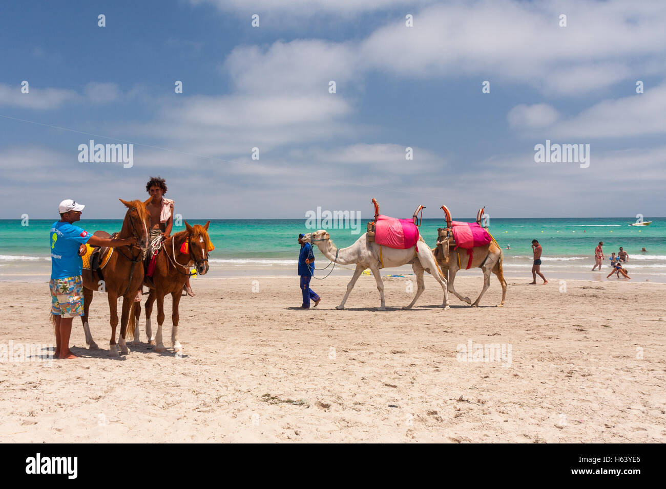 Cheval et des promenades à dos de chameau sur la plage Banque D'Images