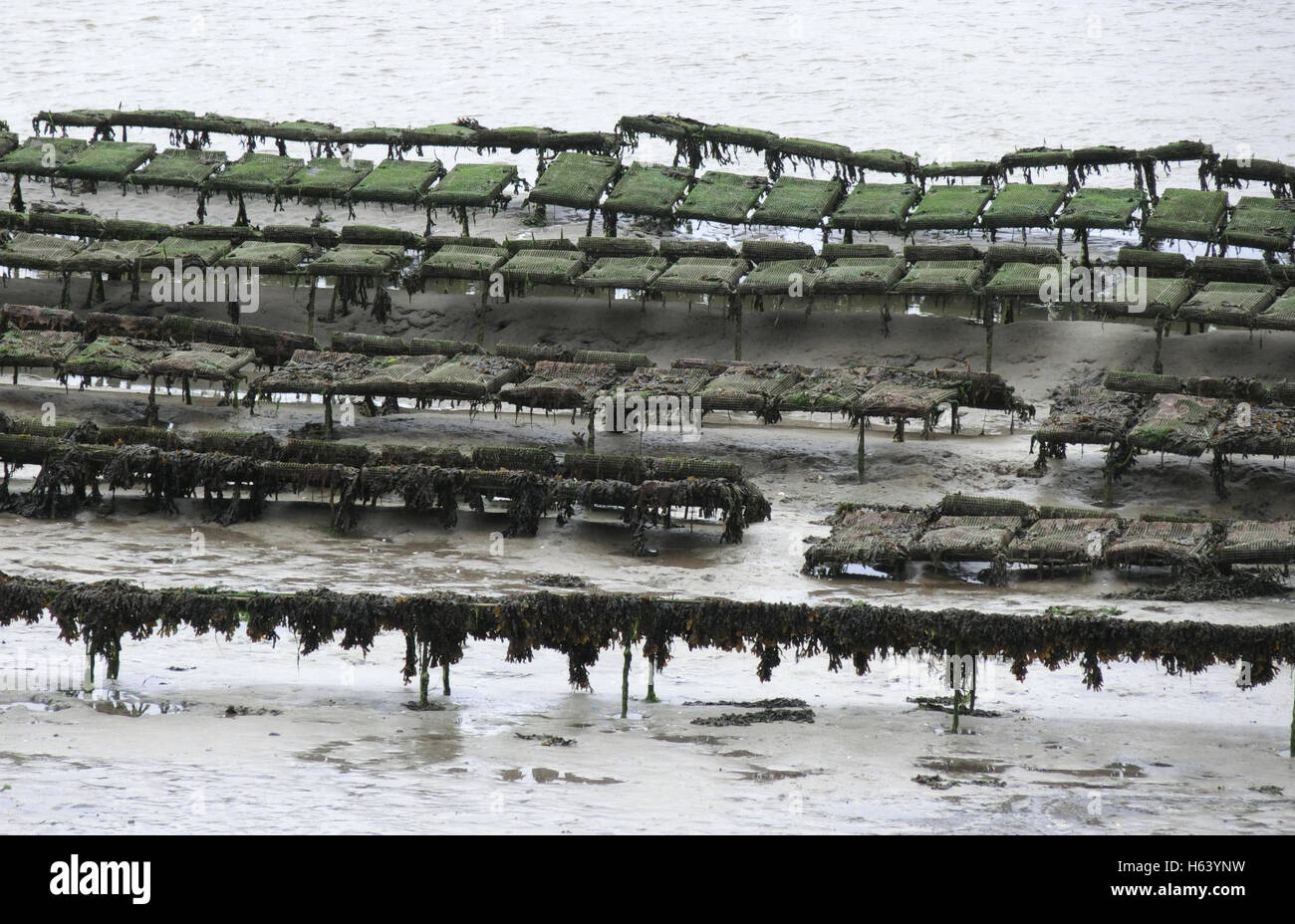 L'ostréiculture dans l'estuaire de Camel, Cornwall, England, UK Banque D'Images