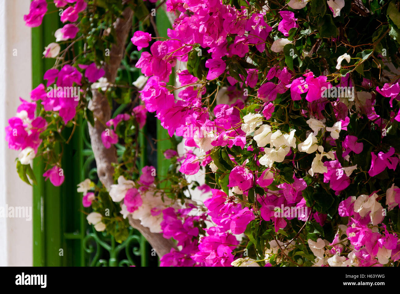 Fleurs blanc rose Banque D'Images