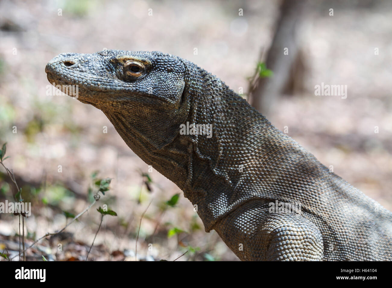 Dragon de Komodo (Varanus komodoensis). Banque D'Images