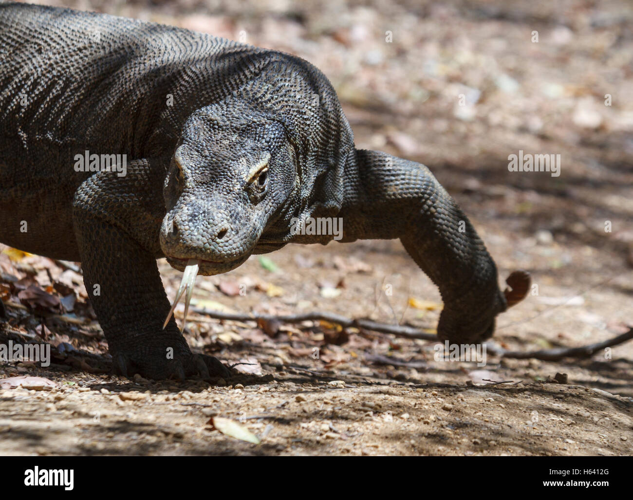 Dragon de Komodo (Varanus komodoensis). Banque D'Images