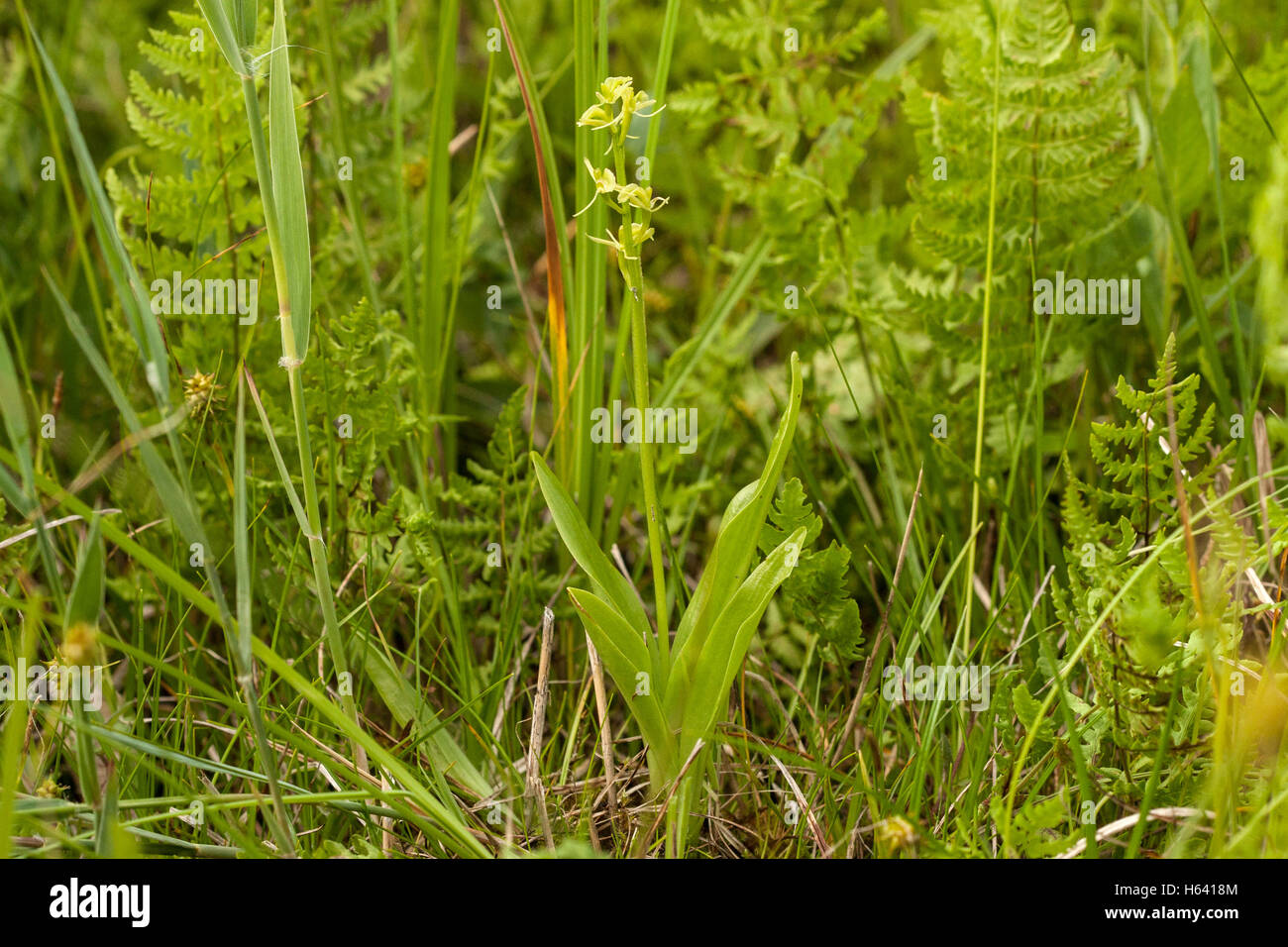 Orchidée Liparis loeselii (fen) montrant la culture d'espèces végétales dans l'environnement, Norfolk, England, UK Banque D'Images