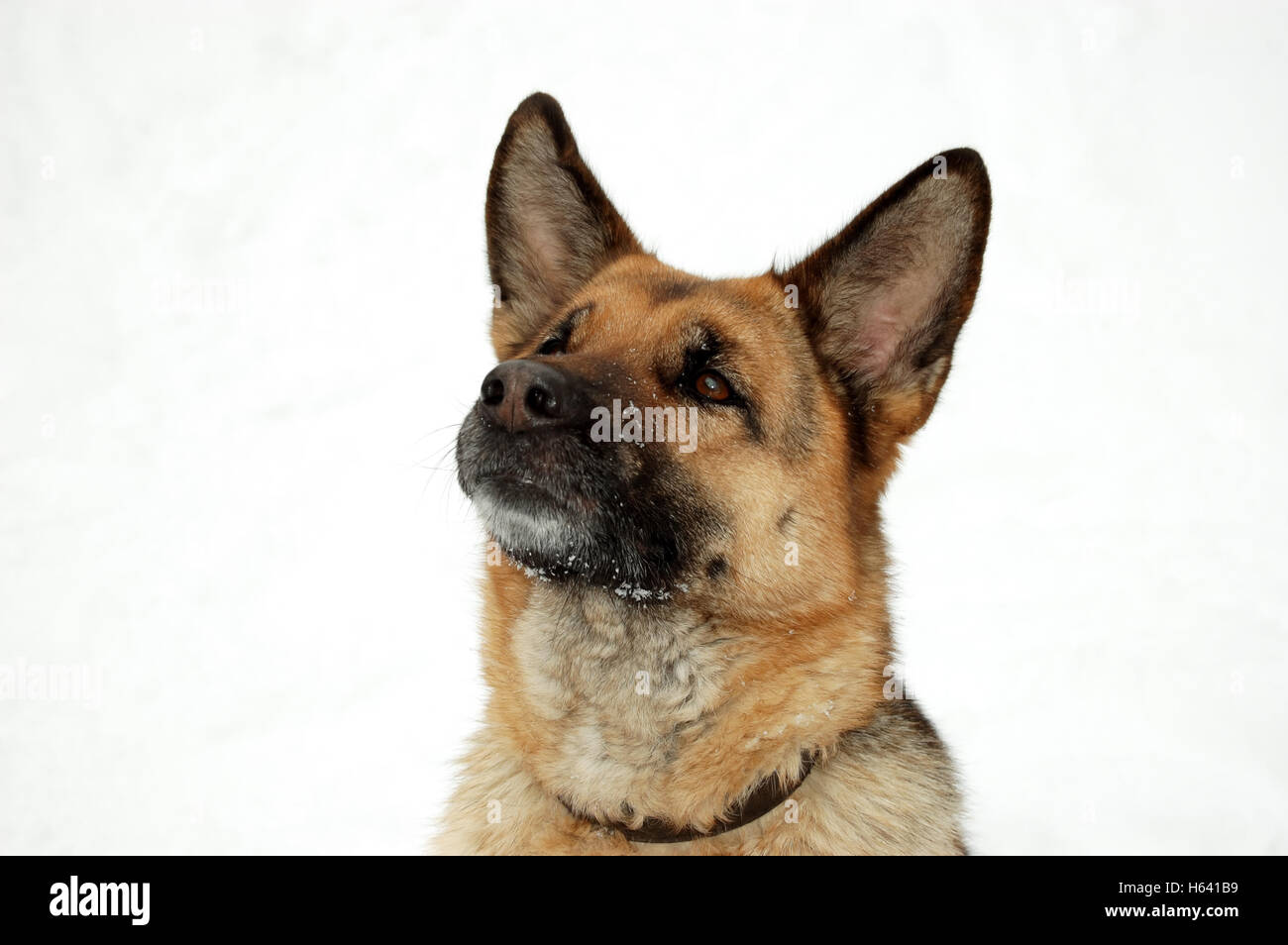 Avec dévouement à son chien au maître. Banque D'Images