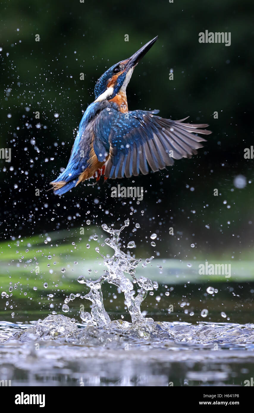 Kingfisher (Alcedo commun sauvage atthis) sortant de l'eau. Prise en Ecosse, Royaume-Uni Banque D'Images