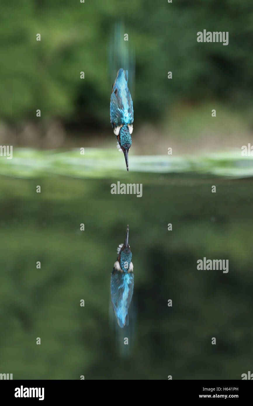 Kingfisher (Alcedo commun sauvage atthis) au milieu de l'eau plongée reflète dans. L'exposition flou de vitesse. Prise en Ecosse, Royaume-Uni Banque D'Images