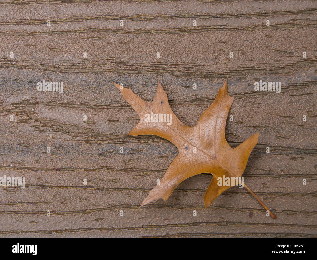 Feuille de chêne brun marron sur les cartes avec tige provenant d'angle inférieur droit Banque D'Images
