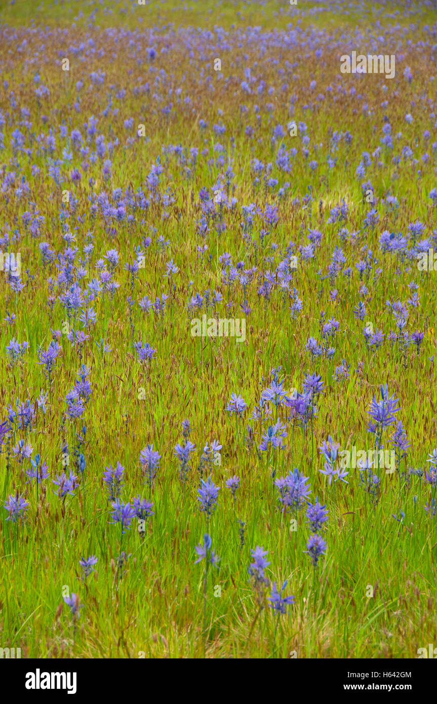 Camas (Camassia quamash), à l'Ouest sur le terrain, les zones humides d'Eugene Eugene, Oregon Banque D'Images