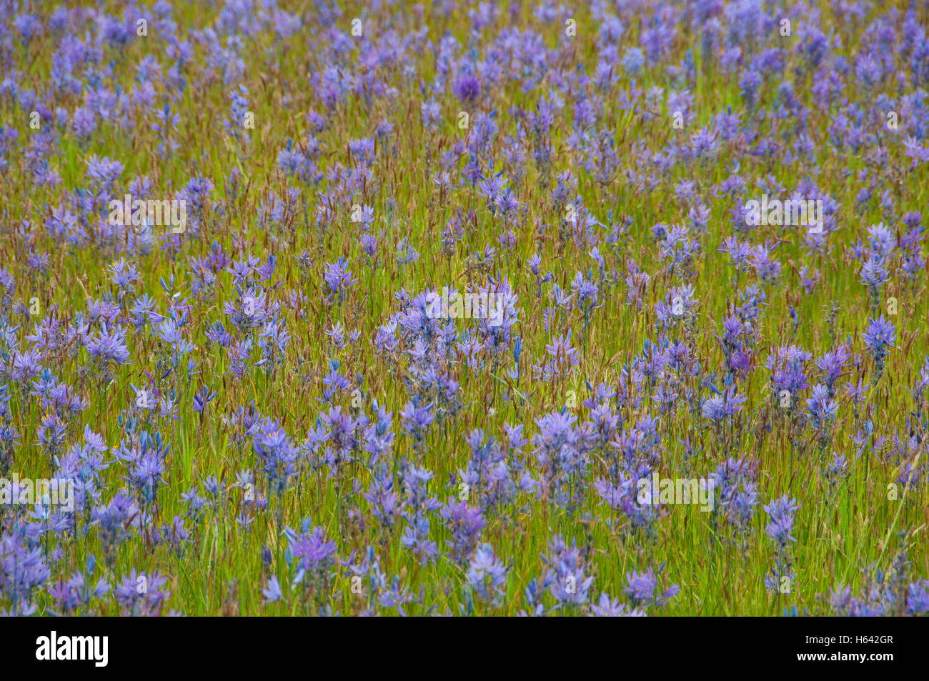 Camas (Camassia quamash), à l'Ouest sur le terrain, les zones humides d'Eugene Eugene, Oregon Banque D'Images