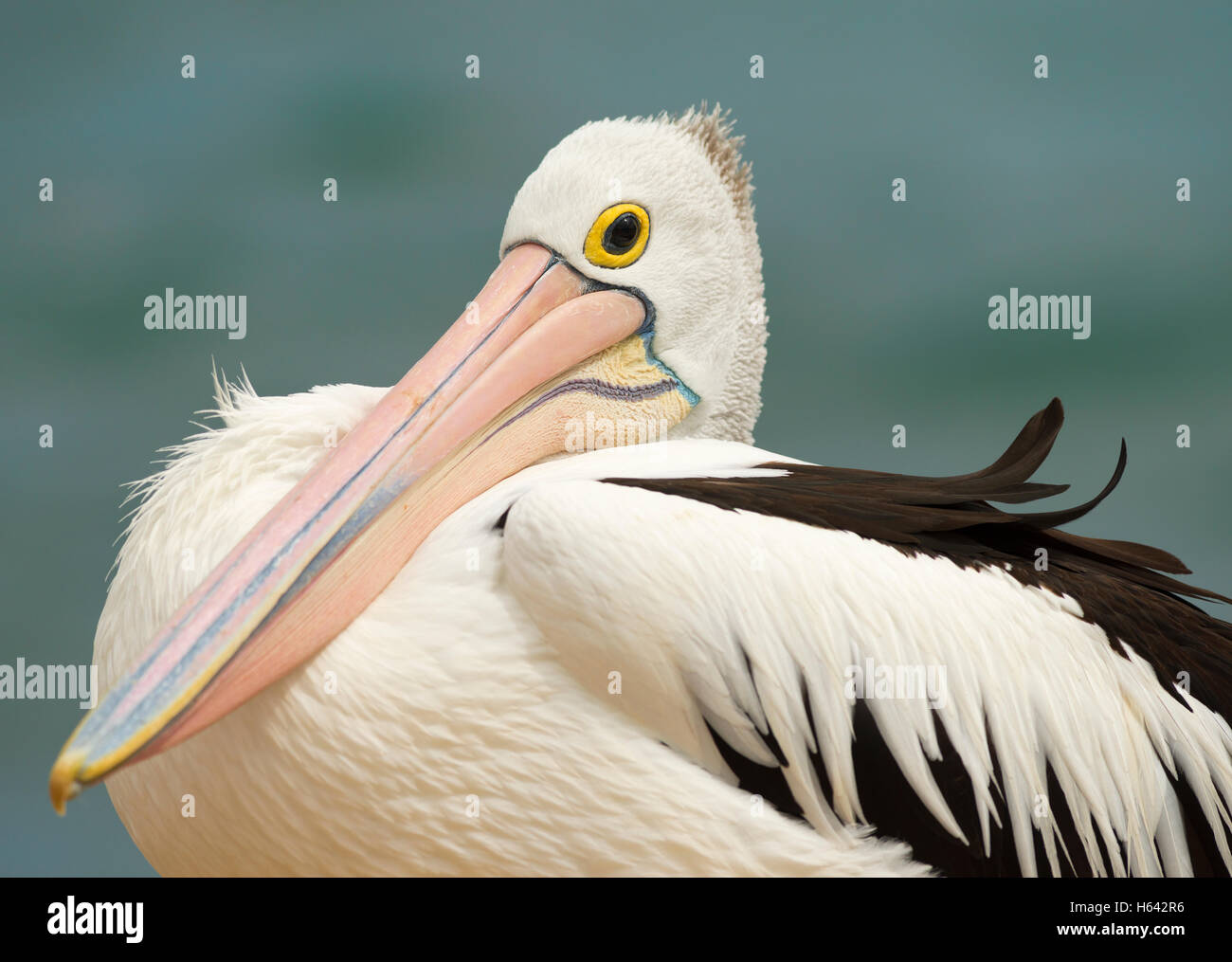 Australian Pelican assis dans le vent en Nouvelle Galles du Sud, Australie. Banque D'Images