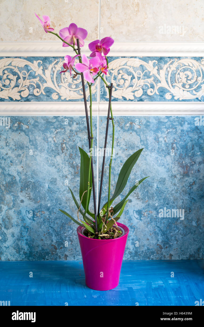 Orchidée fleur rose orchidée phalaenopsis () sur un fond de marbre bleu selective focus Banque D'Images