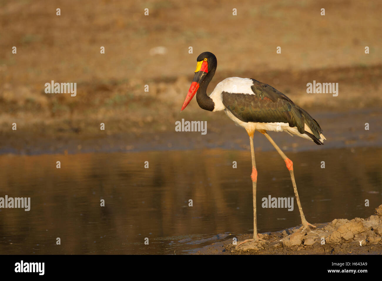 Une selle-billed stork (Ephippiorhynchus senegalensis) promenades sur les rives de la Rivière Luangwa Banque D'Images