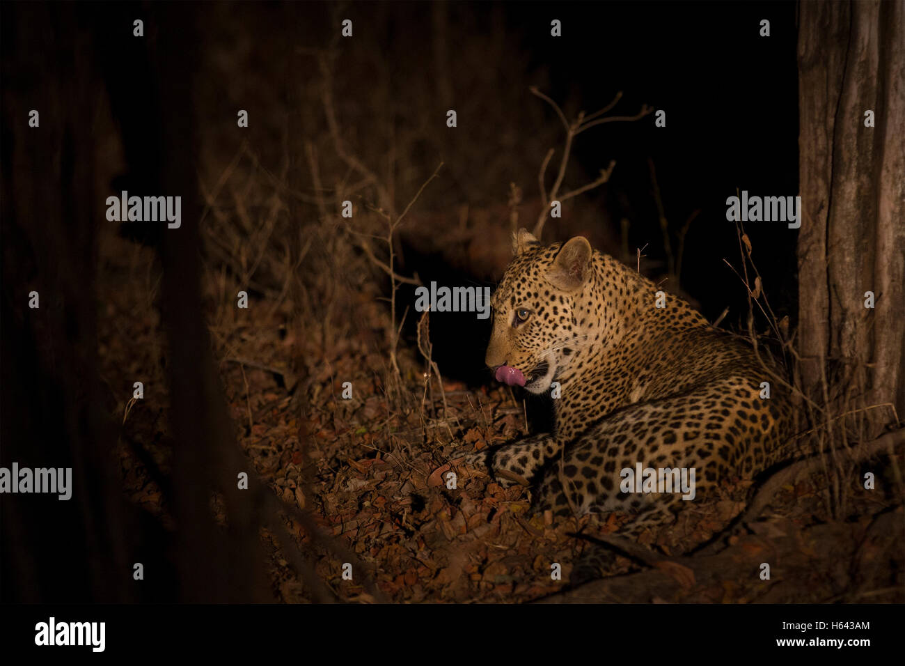 Un léopard dans la nuit africaine Banque D'Images