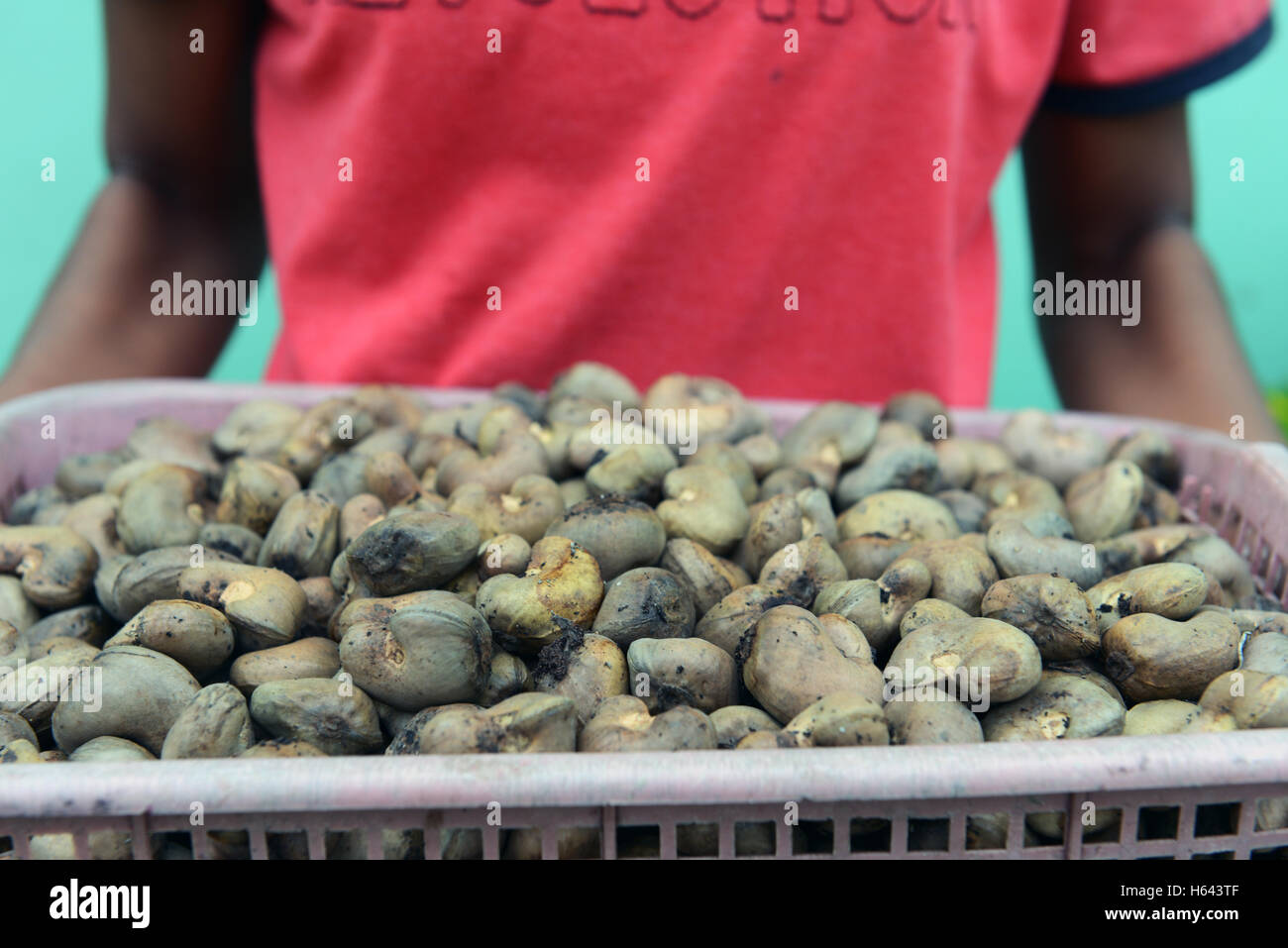 Une jeune fille tenant un panier de noix de cajou dans leur coquille. Banque D'Images