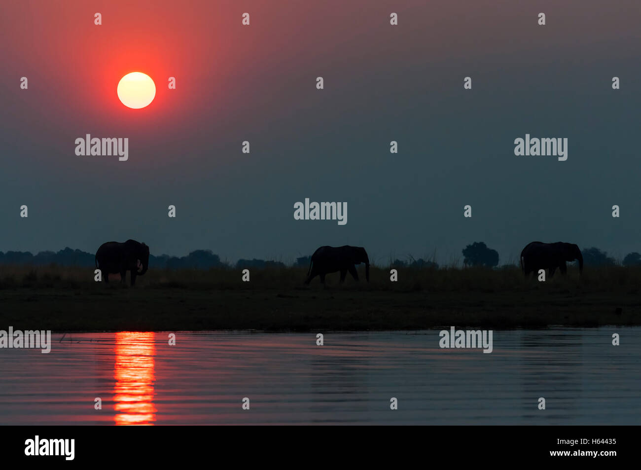 Silhouette d'un troupeau d'elepanhts au coucher du soleil dans le Parc National de Chobe au Botswana ; Banque D'Images Silhouette d'un troupeau d'elepanhts au coucher du soleil dans le Parc National de Chobe au Botswana ; Banque D'Images