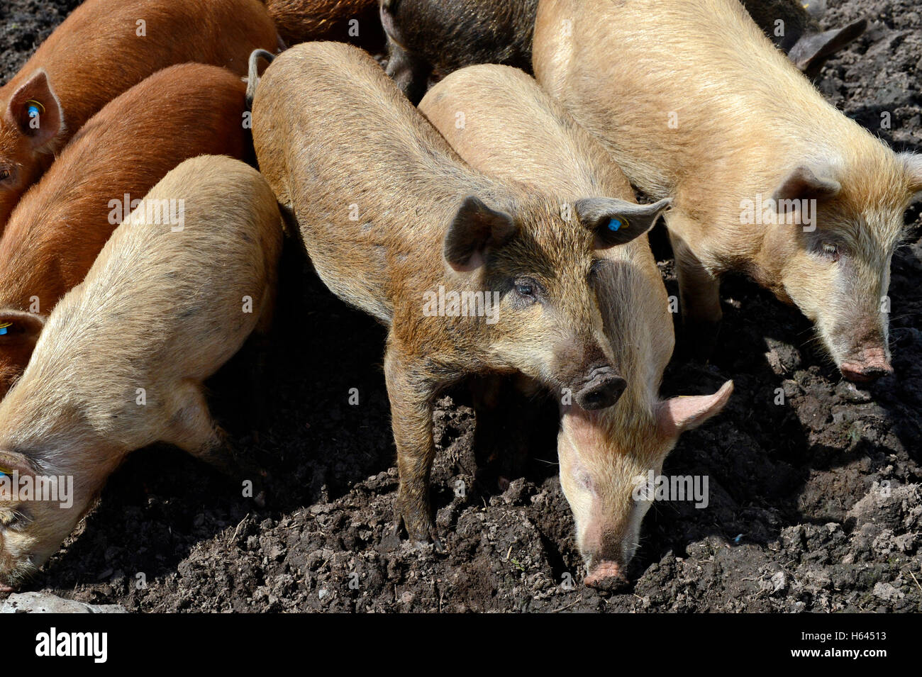 Avec ses porcs et porcelets porcs biologiques sur sa ferme croft en Shetland Banque D'Images