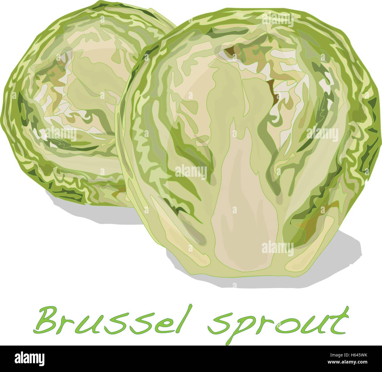 Choux de Bruxelles vector isolé sur fond blanc Illustration de Vecteur