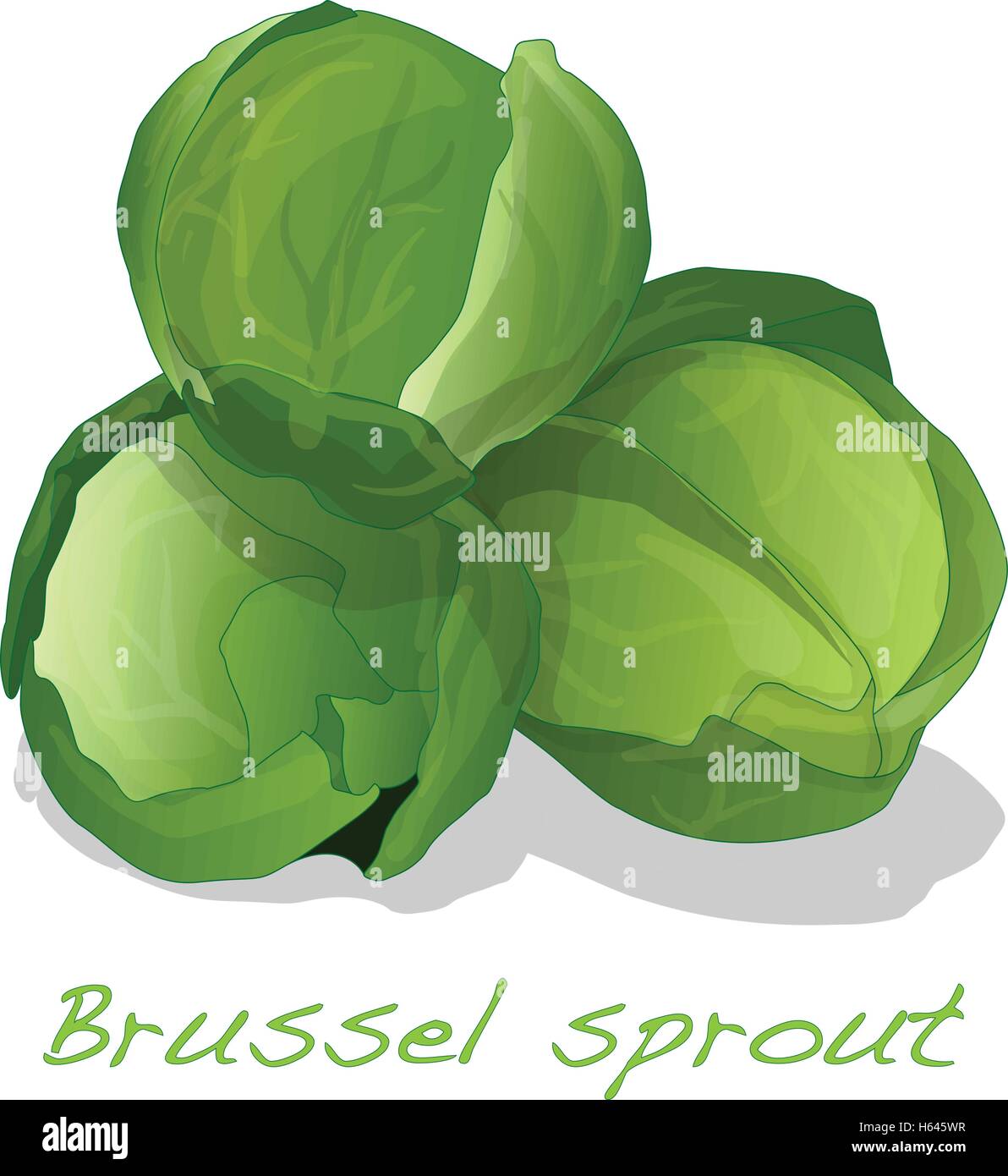 Choux de Bruxelles vector isolé sur fond blanc Illustration de Vecteur