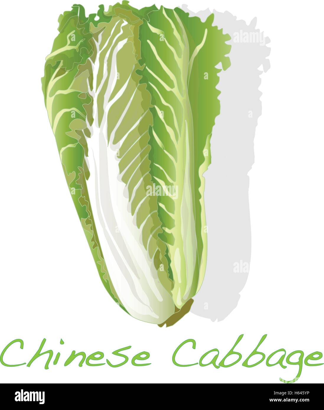 Vector Chou Feuille de chou chinois plante Banque d'images vectorielles - Page 2 ...