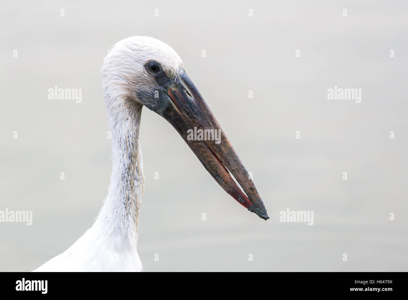 Fermer l'accent sur la tête et le cou de l'oiseau blanc ayant un long bec appelé Asian Openbill ouvert ou facturés stork Banque D'Images