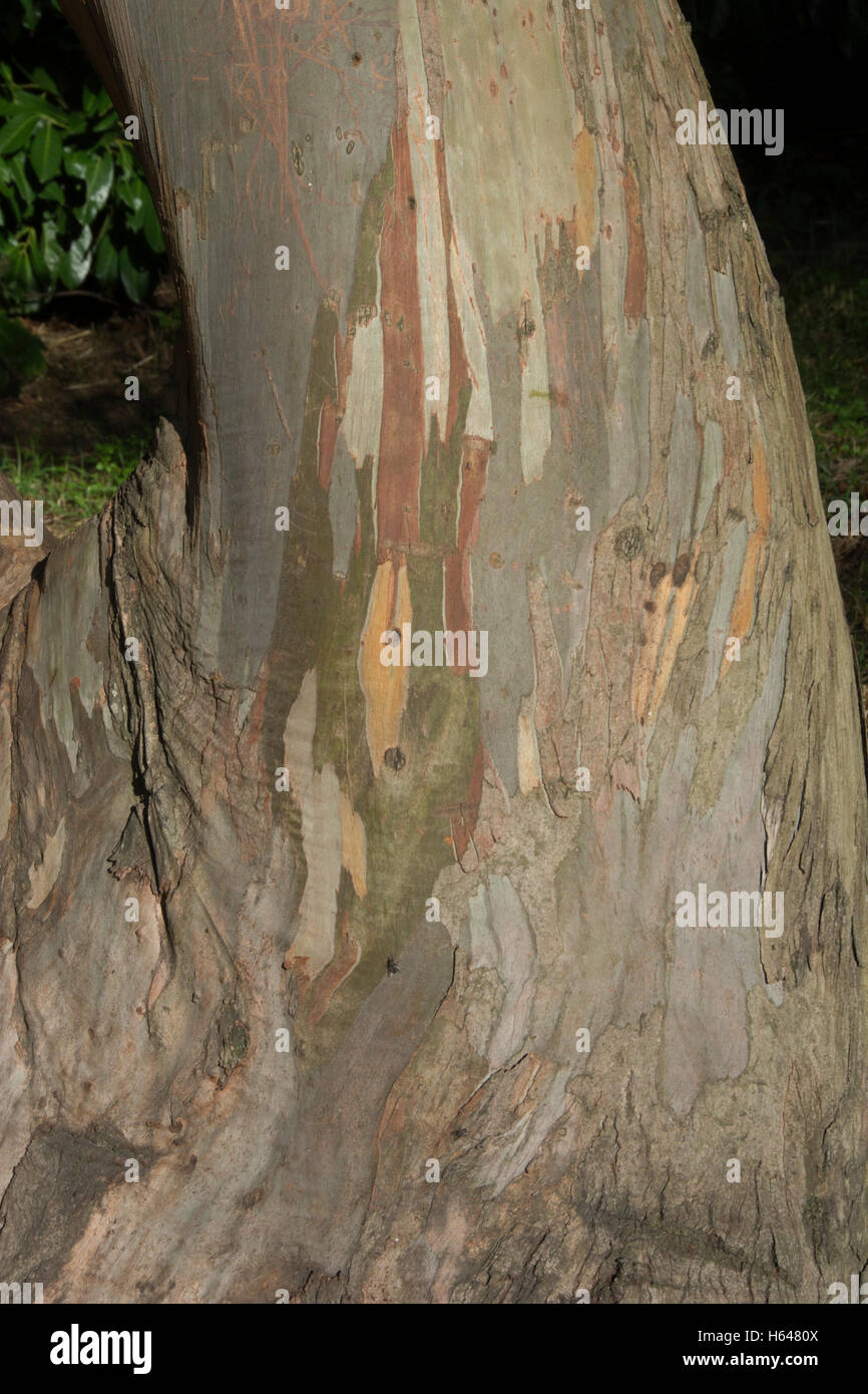 Grand Londres ; les jardins de Kew ; écorce d'EUCALYPTUS Banque D'Images