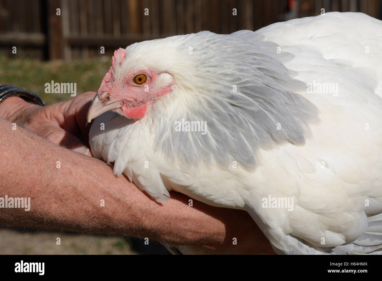 Sussex Coronation chicken hen Banque D'Images