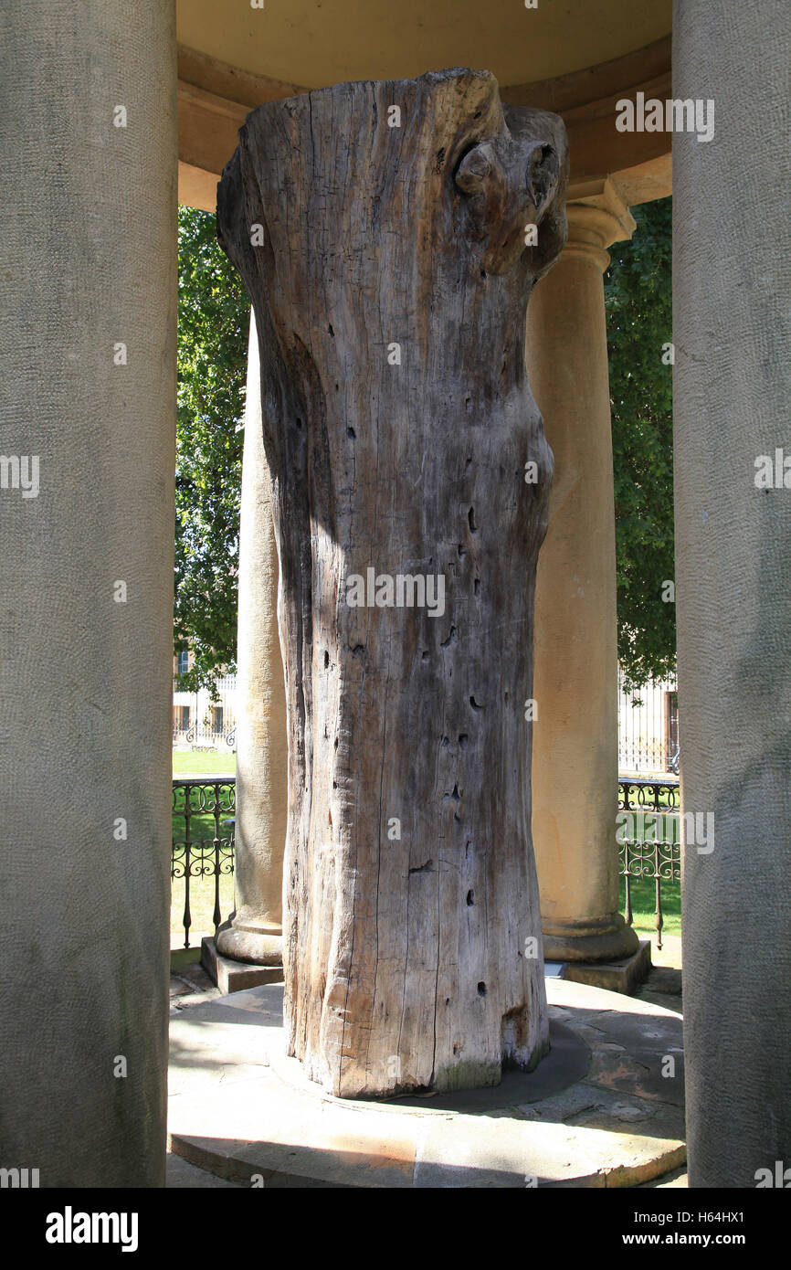 Arbre de Guernica gernika lumo- Espagne Banque D'Images