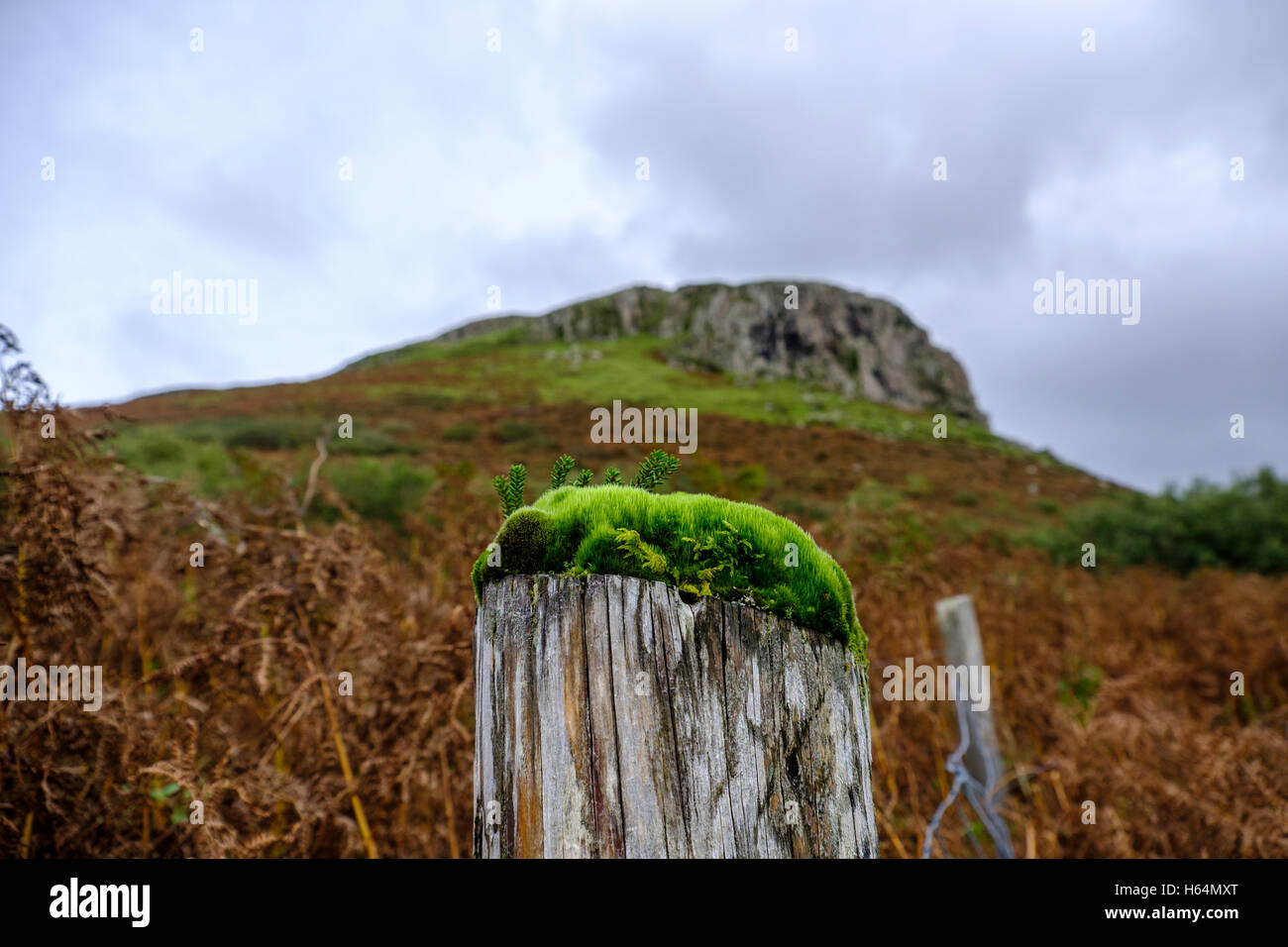 Mousse verte vibrante et algues poussant sur le dessus d'un vieux poteau de clôture en bois semble former une forêt miniature avec le pic robuste Banque D'Images